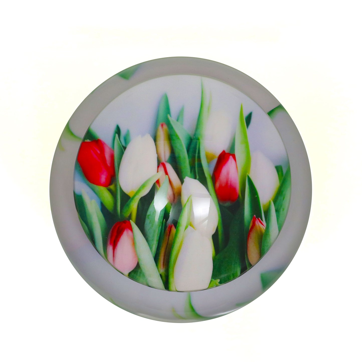 Adult Cremation Urn White and Red Tulip Flowers Design with Velvet Bag (Product Code: NUPT-A)